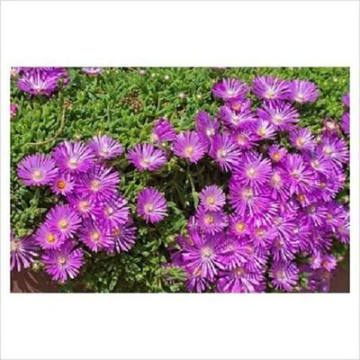 CYBEXIS F1 Hybrid MOUNTAIN ICE PLANT Magenta Fuchsia Delosperma Cooperi Flower Seeds Seed(1 g)