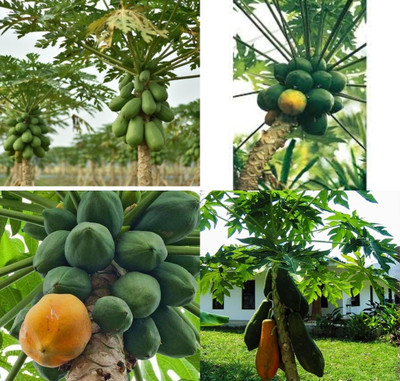 ibains Hybrid papaya seeds all season biij Seed(210 per packet)