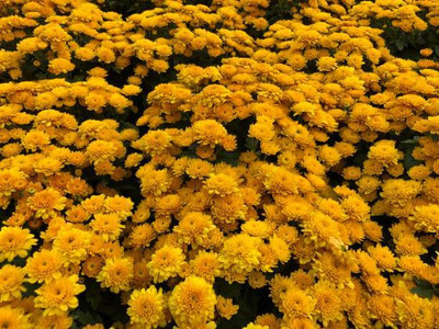 Palak capsicum marigold/gende ka phool flower seeds Seed(75 per packet)