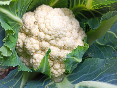 BM MUSHROOM white cauliflower,gobhee seeds Seed(40 per packet)