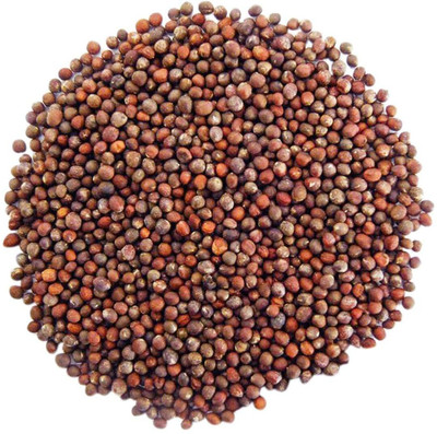 WILLVINE Hybrid Broccoli Seed-[2000 Seeds] Seed(2000 per packet)