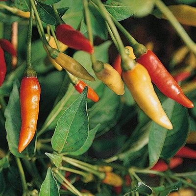 Qualtivate ICRA-3A Non GMO Tabasco Chilli Seed(300 per packet)