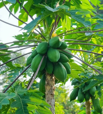 Seedsqlty Papaya seeds hybrid Seed(1000 per packet)