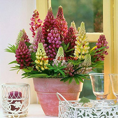 Aywal Lupin Seed(10 per packet)