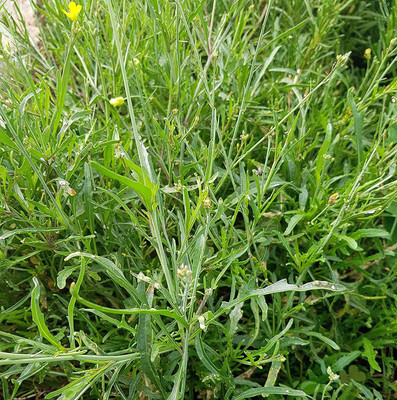 CYBEXIS VVI-4 - Roquette (Rocket Arugula) - (2250 Seeds) Seed(2250 per packet)