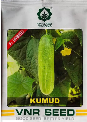 Pbevergreen Kheera and cucumbers seed Seed(60 per packet)