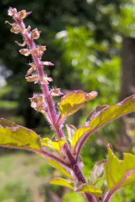 SUNWAN HOLY TULSI BASIL Krishna (Ocimum sanctum) true organic Seed(100 per packet)