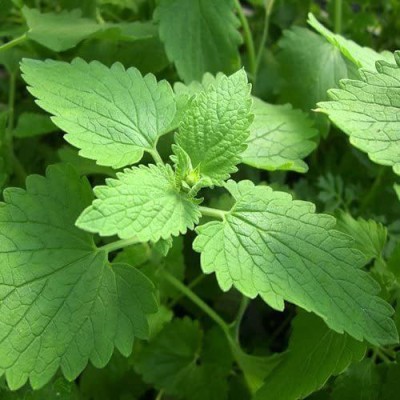 VibeX KGF -20 - Catnip Nepeta Cataria - (13500 Seeds) Seed(13500 per packet)