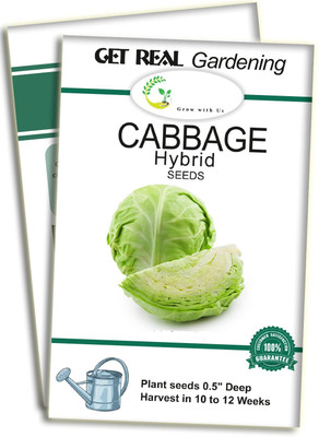 WILLVINE MEH -III F1 Hybrid Late large drum head Cabbage Seeds [50g] Seed(15000 per packet)