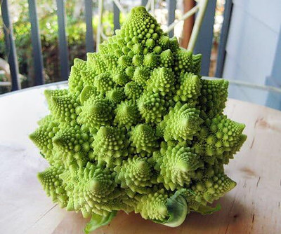 WILLVINE GOI -V Beautiful Broccoli Romanesco for Planting [5g] Seed(1500 per packet)