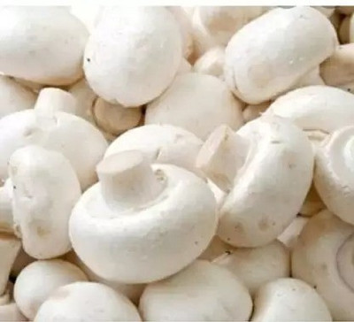 Chalisa Mushroom Seed(210 per packet)