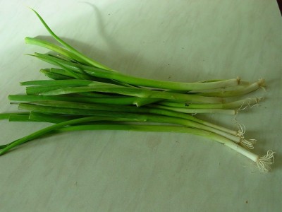 KNESSiN Onion - Spring Salad - White Lisbon[600 Seeds] Seed(600 per packet)