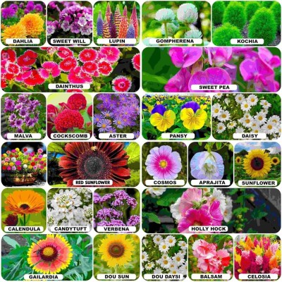 Aywal 25 Variety Of Flower Seeds Combo Pack Seed(45 per packet)