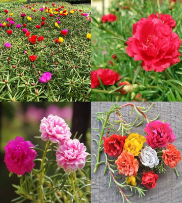 ibains portulaca hybrid mixed flower seeds bij 68 Seed(68 per packet)