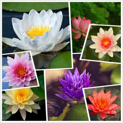 CYBEXIS KGF -3 - Lotus |Beautiful Aquatic Plants - (30 Seeds) Seed(30 per packet)