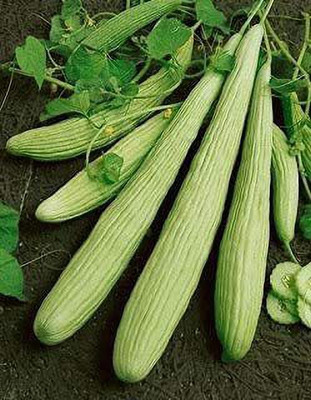Aywal Long Melon Kakri Seeds, Cucumber Kakdi Seed(50 per packet)