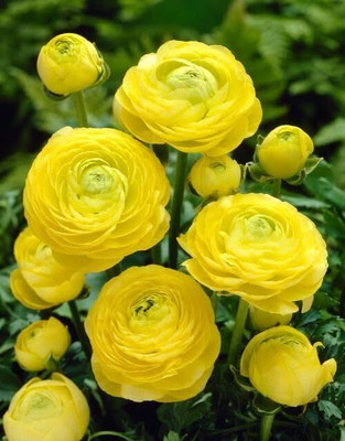 Epazo Ranunculus Flower Bulb Seed(2 per packet)
