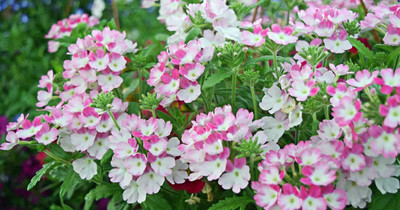 Epazo trailing verbena Seed(15 per packet)