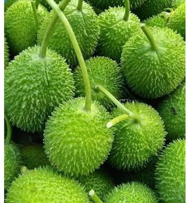 BDSresolve Kapas seeds pack of 20 Seed(20 per packet)