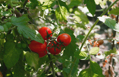 Wellspring tomato Seed(140 per packet)