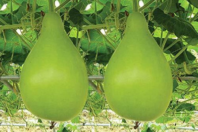 KANAYA LAW/LOWKI Round Bottle Gourd Lauki/Lau/Clabash Seed(50 per packet)