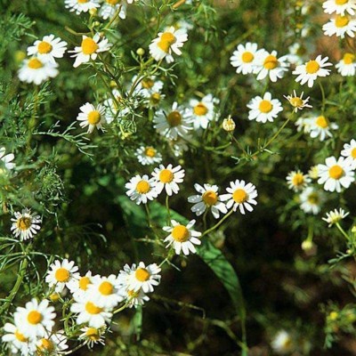 VibeX ® VXI-46 Roman Chamomile Seeds Seed(250 per packet)