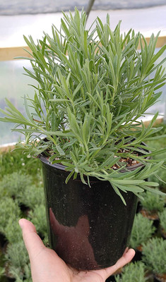 CYBEXIS LX-81 - Lavandula Anuk French Lavender - (750 Seeds) Seed(750 per packet)