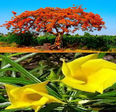 VINAYAK TRADERS Kaner and Gulmohar seeds|Oleander & Royal Poinciana Tree SEEDS (90 Each seeds) Seed(180 per packet)