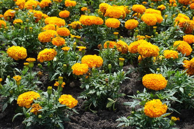 Grinny marigold/gende ka phool flower seeds Seed(75 per packet)