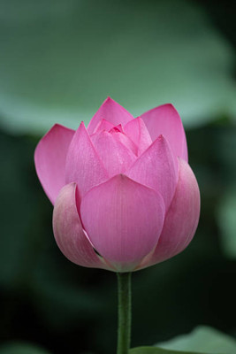 Aavik lotus,kamal gatta Seed(14 per packet)