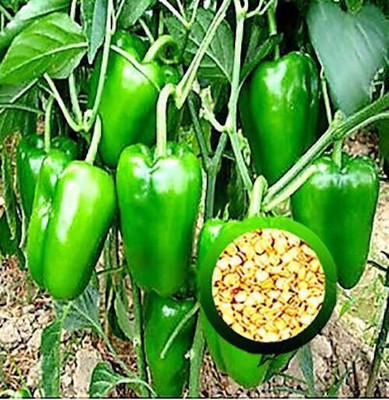 Vlog Bazar Capsicum- Shimla Mirch Seeds Seed(95 per packet)