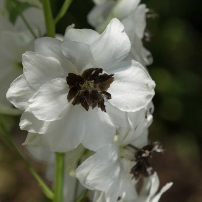 Biosnyg Delphinium Magic Fountain Series Flower -White Dark Bee[100 Seeds] Seed(100 per packet)