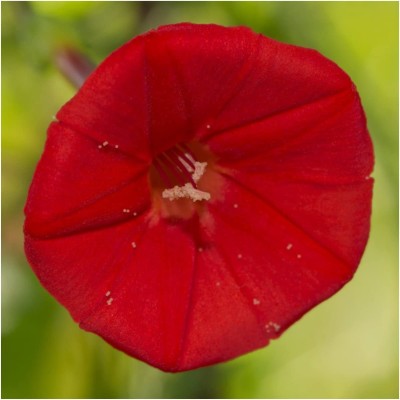 VibeX LXI-73 - Cardinal Climber Vine (Ipomea Quamoclit) - (900 Seeds) Seed(900 per packet)