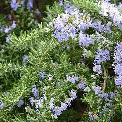 VibeX NDIR-85 - Rosemary (Rosmarinus officinalis) - (750 Seeds) Seed(750 per packet)