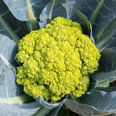 golden hills farm High Yield Green cauliflower Exotic verde Di macerata Seed(150 per packet)