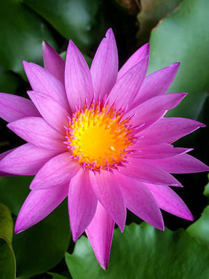 SREE lotus,kamal gatta Seed(11 per packet)