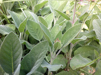 CYBEXIS LXI-56 - Sage Broad Leaf - (1350 Seeds) Seed(1350 per packet)