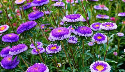 Lorvox HYBRID SEEDS Aster Seed(85 per packet)