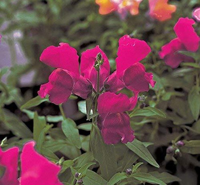 Aywal Antirrhinum/Snapdragon/Dog Flower Dwarf Flower Seed(80 per packet)