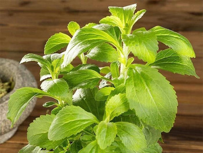 KNESSiN Herb Stevia F1 Hybrid For Gardening/Improved quality Seed(200 per packet)