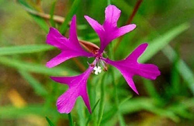 CYBEXIS Clarkia pulchella - Deerhorn Clarkia Seed(50 per packet)