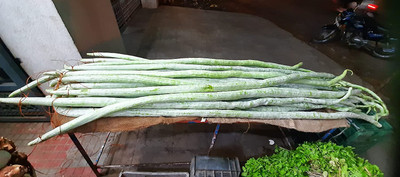 CHILLATAI Pudalangai / Padavalnga / Padwal / Snake Gourd Seed(50 per packet)