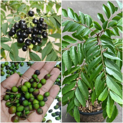 LPR KADIPATTA Seed(20 per packet)
