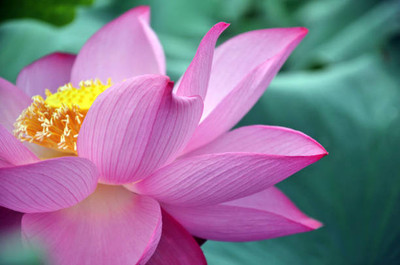 Kritharth Creation lotus,kamal gatta Seed(15 per packet)