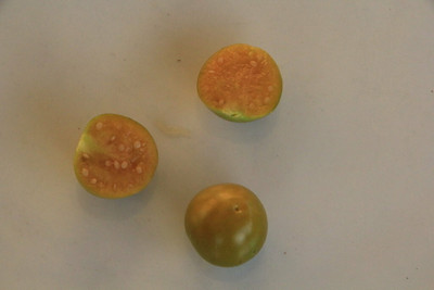 QALANDAR Cape Gooseberry- Golden Nugget Seed(20 per packet)