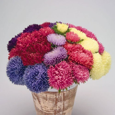 CYBEXIS Aster Princess Flower Seed(50 per packet)