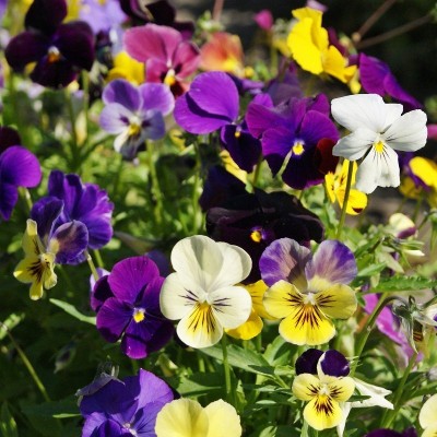 XOLDA Exotic viola Seed(31 per packet)