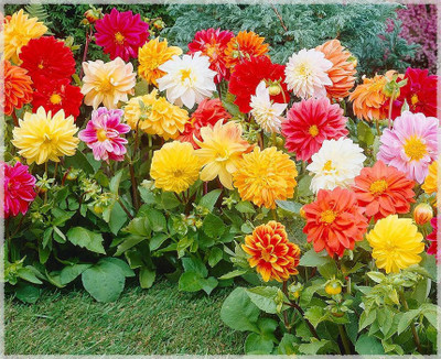 Seedsilk Dwarf Variety Dahlia Double Mix F1 Hybrid Seed(46 per packet)
