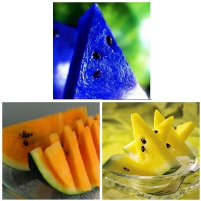 KNESSiN Yellow Blue & Orange Watermelon Dwarf Potted Fruit Seeds Combo Seed(50 per packet)