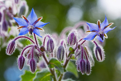 CYBEXIS XLL-18 - Blue Star Borage - (1350 Seeds) Seed(1350 per packet)